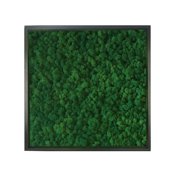 Framed Moss Painting -  Moss Wall Art made of Preserved Finnish Reindeer Moss, Dark green Color  in a 52x52cm Black wooden frame